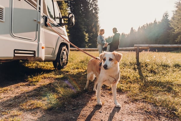 Top Tips for Motorhome Travel with Pets
